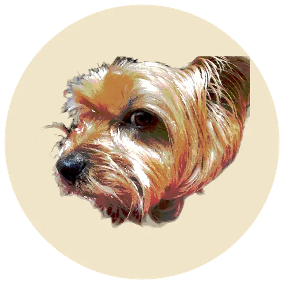 Hamish, the Bad Yorkie Studios mascot